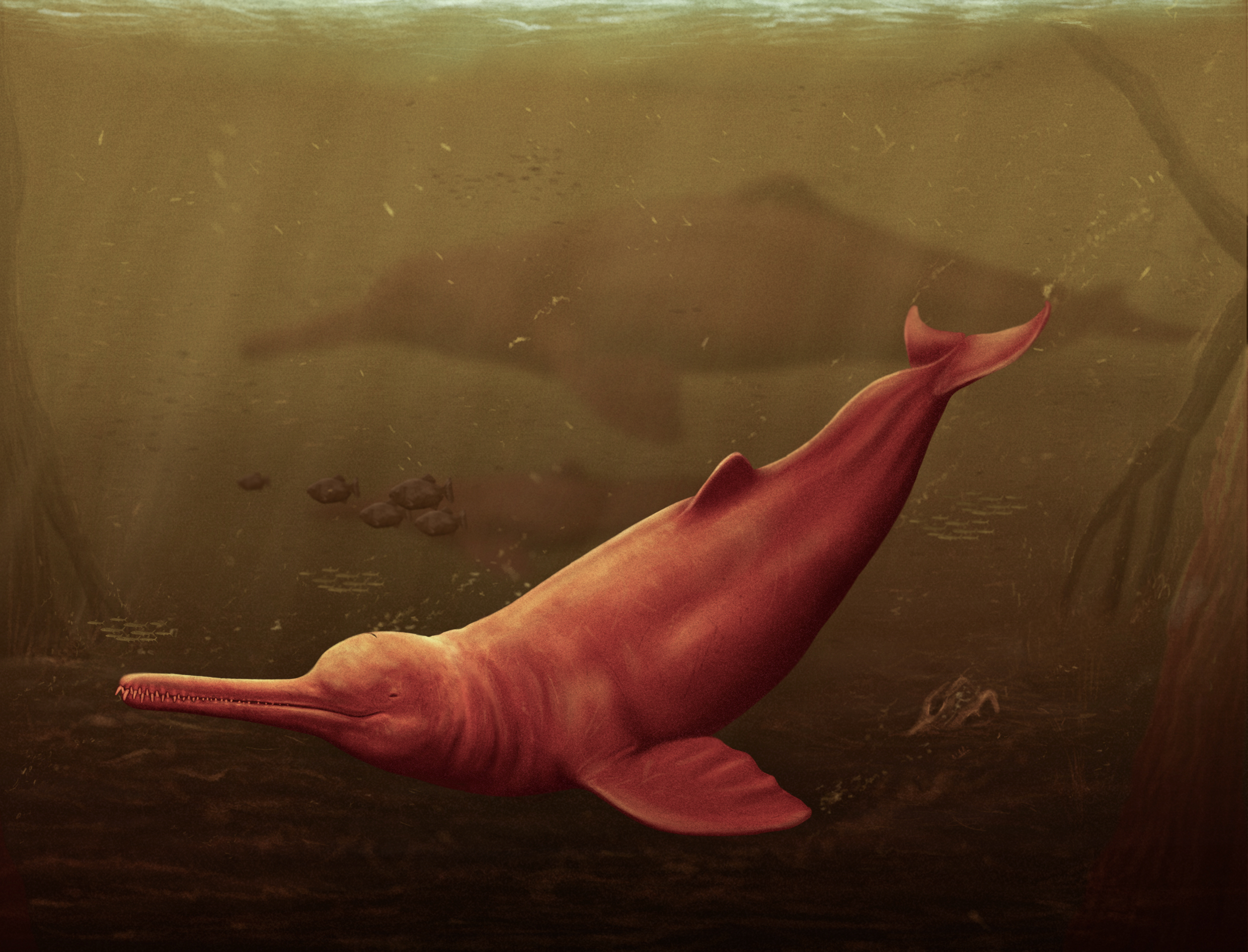 ヘンリー川原　en DOLPHIN Pink River Dolphin